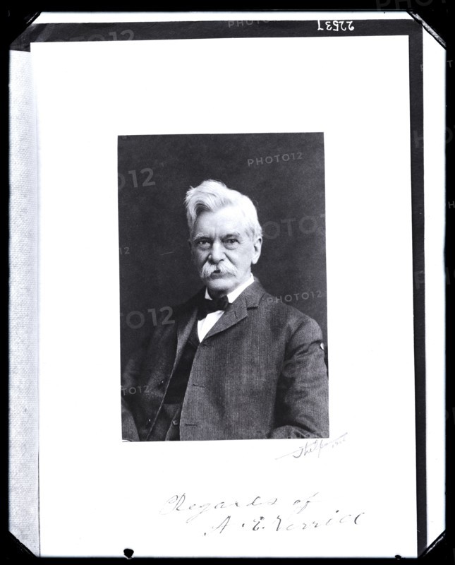 Portrait of Addison Emery Verrill (1839-1926), 1910s. Creator: United States National Museum Photographic Laboratory.