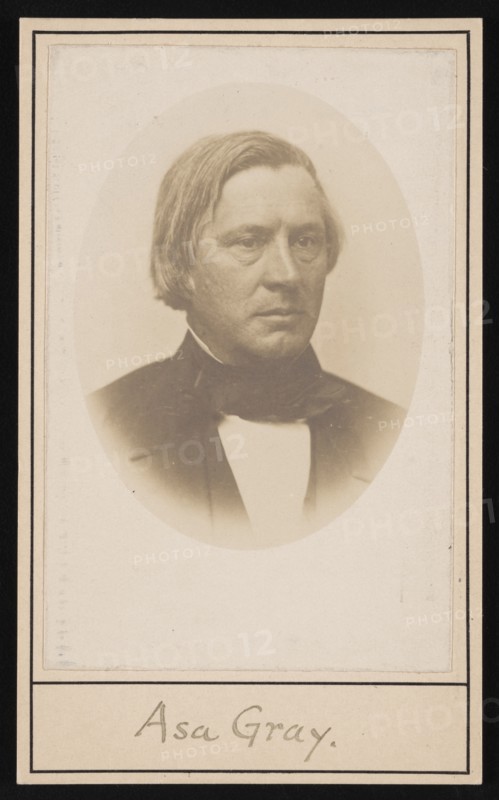 Portrait of Asa Gray (1810-1888), Before 1876. Creator: Unknown.