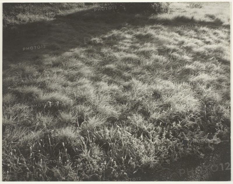 Grass and Frost, 1934. Creator: Alfred Stieglitz.