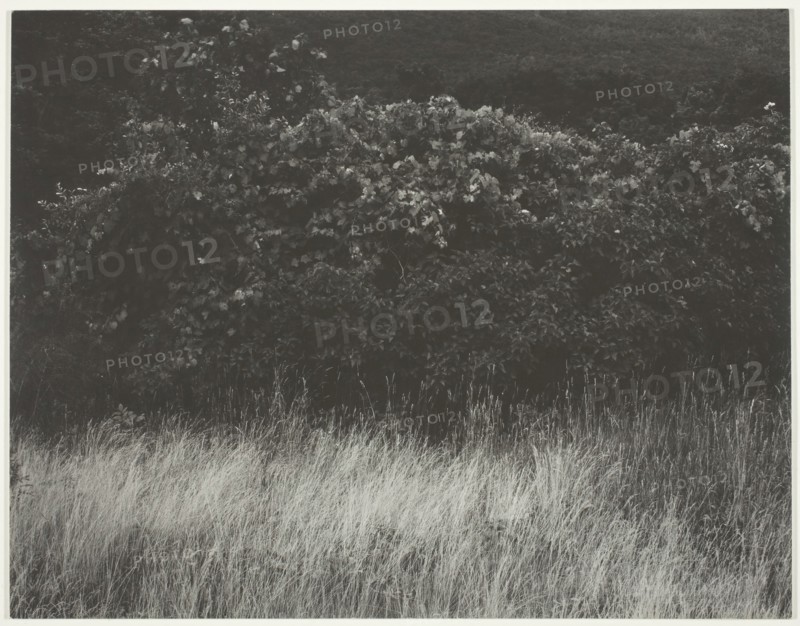 Hedge and Grasses - Lake George, 1933. Creator: Alfred Stieglitz.