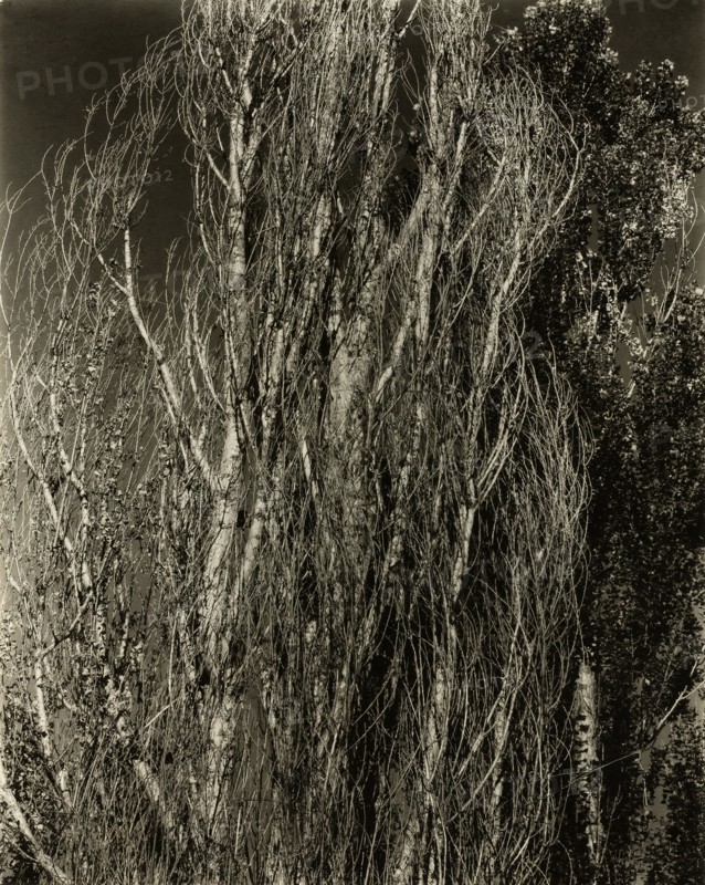 Poplars—Lake George, 1932. Creator: Alfred Stieglitz.