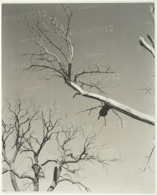 The Dying Chestnut Tree—My Teacher, 1927. Creator: Alfred Stieglitz.