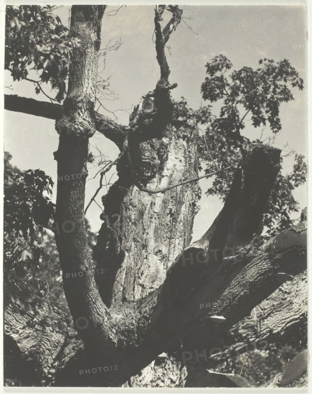 The Old Maple - Lake George, 1926. Creator: Alfred Stieglitz.