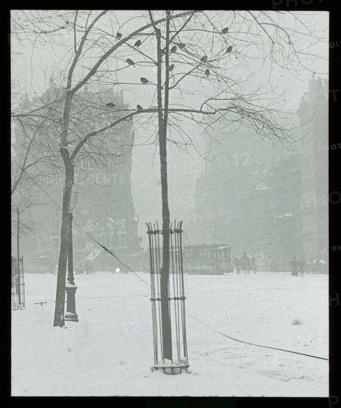 Tree in Snow, New York City, 1900/02. Creator: Alfred Stieglitz.