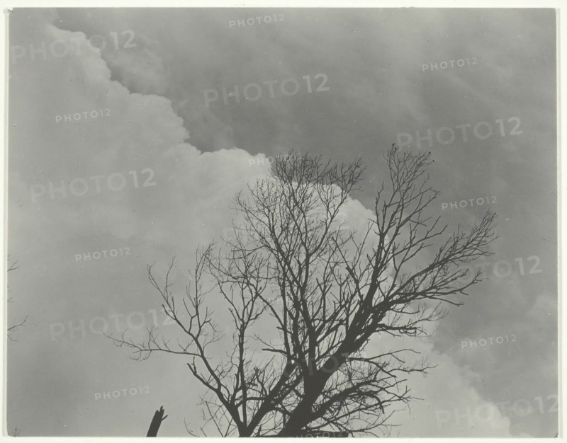 Tree Set 3, c. 1924. Creator: Alfred Stieglitz.