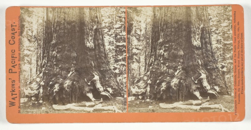 Section of the Grizzly Giant (tree), 33 ft. Diam., Mariposa Grove, Yosemite, 1861/76. Creator: Carleton Emmons Watkins.