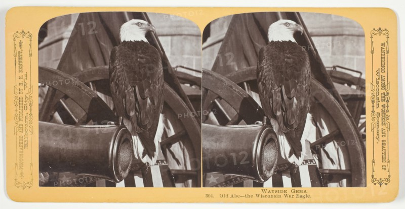 Old Abe - the Wisconsin War Eagle, c. 1875. Creator: Henry Hamilton Bennett.