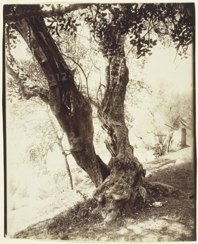 Olivier, Nice (Olive Tree, Nice), c. 1900. Creator: Eugene Atget.