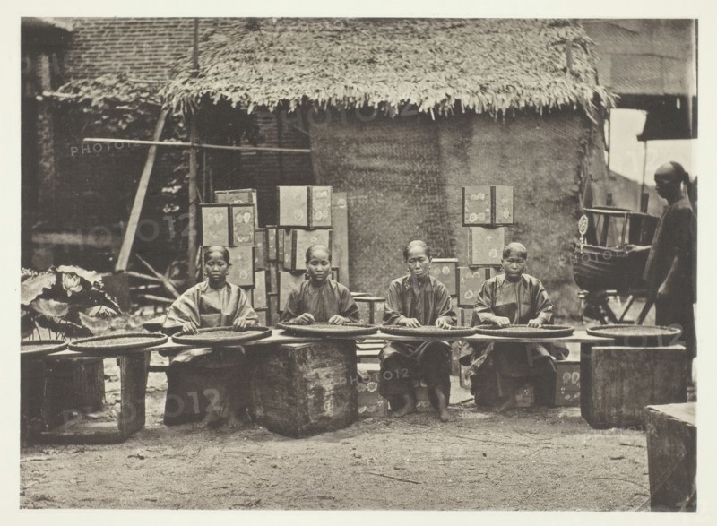 Tea-Picking in Canton, c. 1868. Creator: John Thomson.