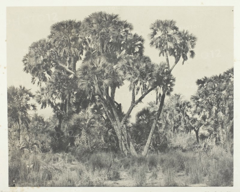 Palmiers Doums, Haute-Egypte, 1849/51, printed 1852. Creator: Maxime du Camp.