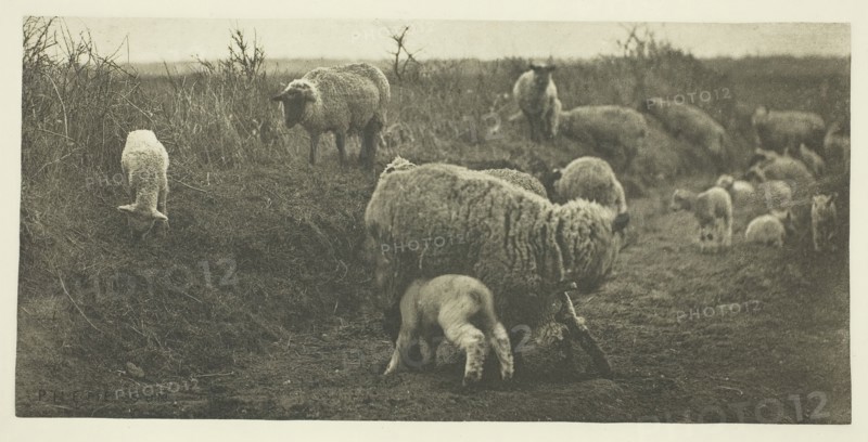 A March Pastoral (Suffolk), c. 1883/87, printed 1888. Creator: Peter Henry Emerson.