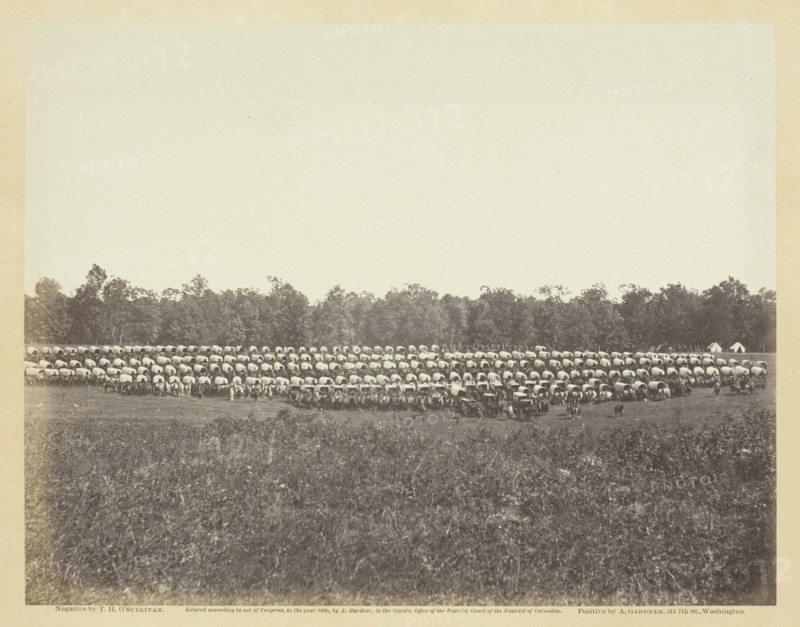 Wagon Park, Brandy Station, Virginia, May 1863. Creator: Alexander Gardner.