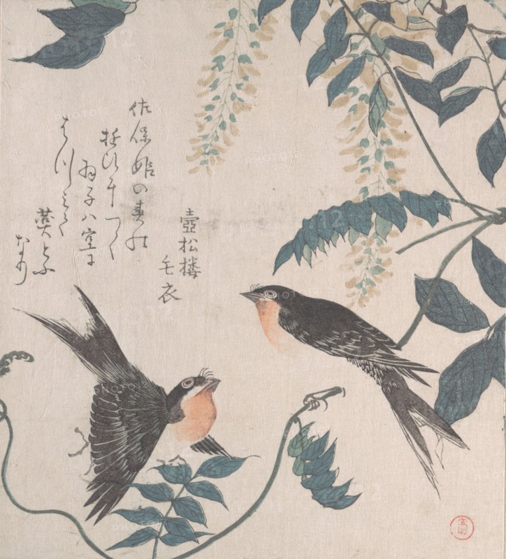Swallows and Wisteria, 19th century. Creator: Kubo Shunman.