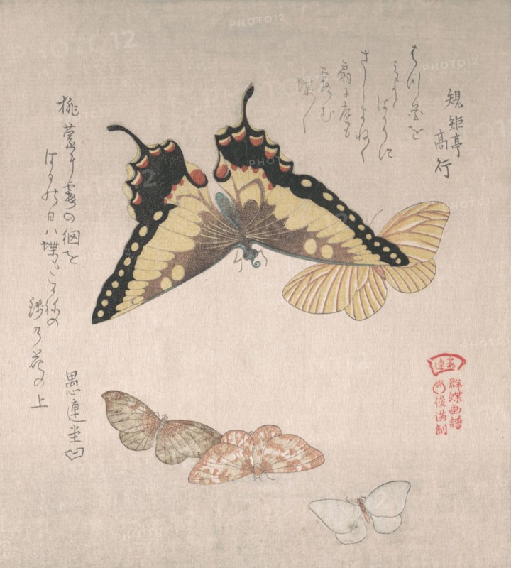 Various moths and butterflies, 19th century. Creator: Kubo Shunman.