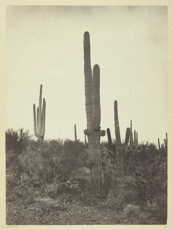 Cereus giganteus, Arizona, 1871. Creator: Tim O'Sullivan.