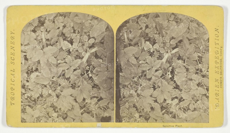 Sensitive Plant, 1870. Creator: Tim O'Sullivan.