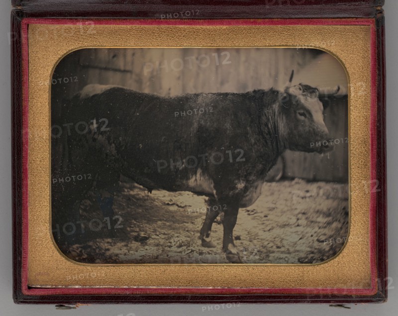 Untitled (Portrait of Bull), 1847. Creator: Unknown.