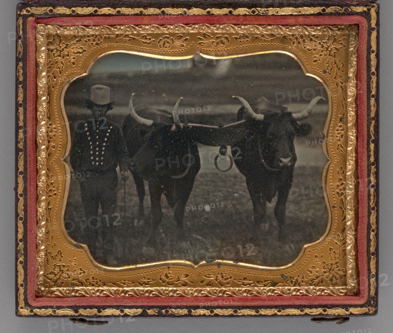 Untitled (Portrait of Man with Two Oxen), 1852. Creator: Unknown.