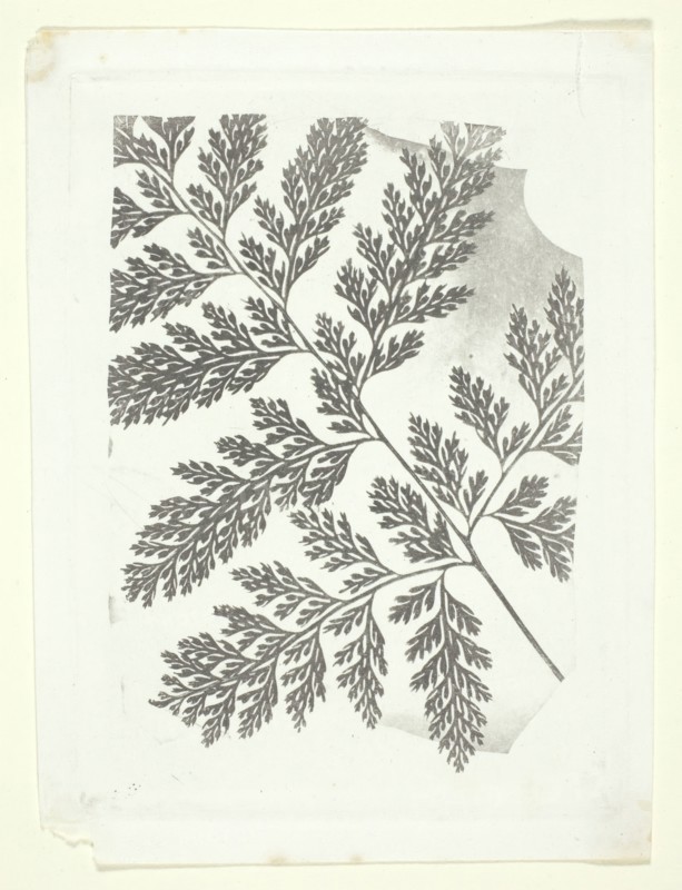 Branch of a Fern, c. 1853/58. Creator: William Henry Fox Talbot.