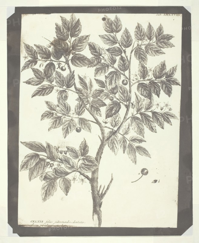 Copy of Botanical Engraving of "Celtis", 1840/45. Creator: William Henry Fox Talbot.