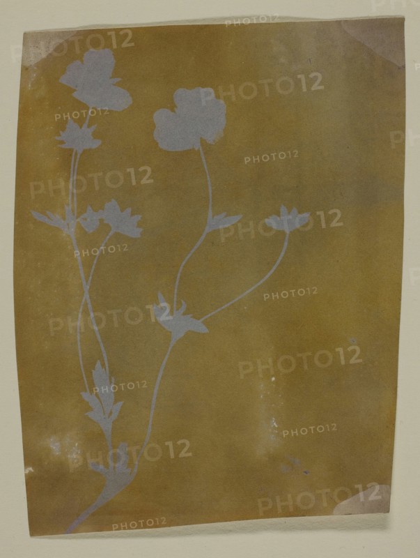 Stem of Leaves and Flowers, c. 1835/37. Creator: William Henry Fox Talbot.