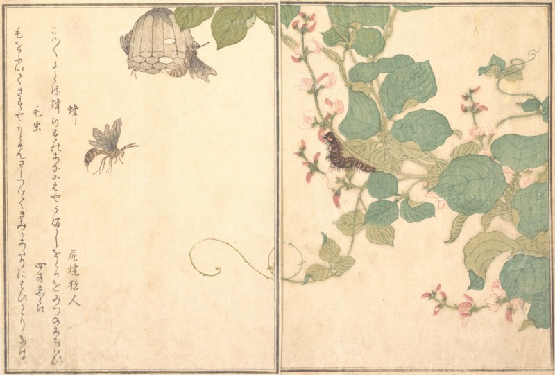 Paper Wasp (Hachi); Hairy Caterpillar (Kemushi)..., 1788. Creator: Kitagawa Utamaro.
