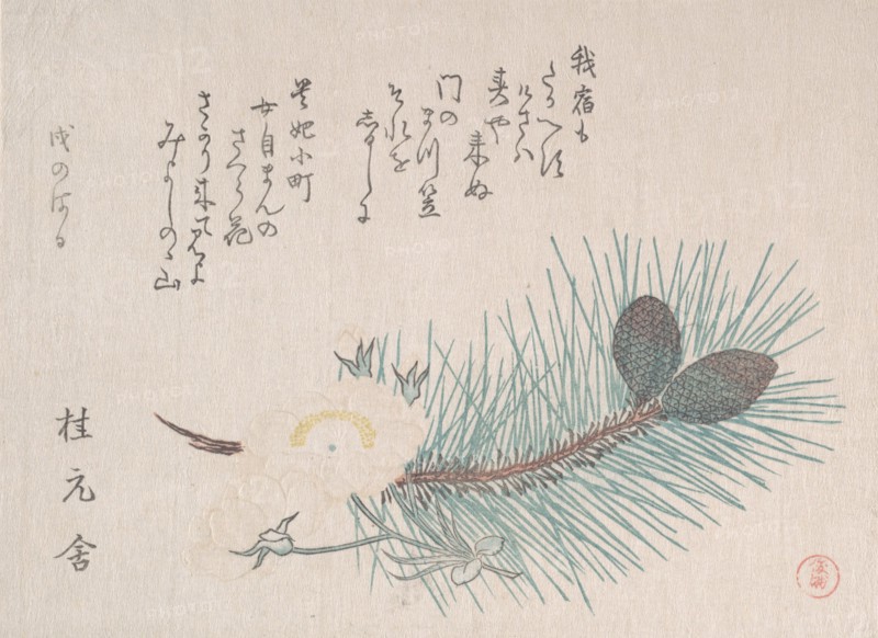 Pines and Cherry Blossoms, probably 1814. Creator: Kubo Shunman.