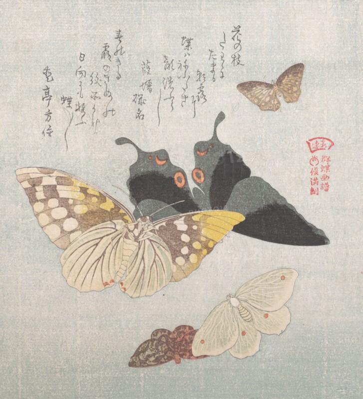 Various moths and butterflies, 19th century. Creator: Kubo Shunman.