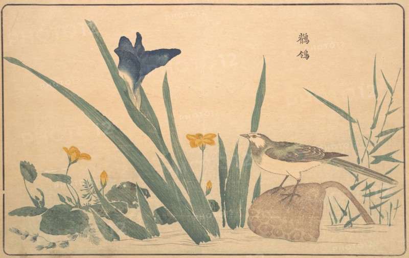 The Pied Wagtail, 1789. Creator: Kitao Masayoshi.