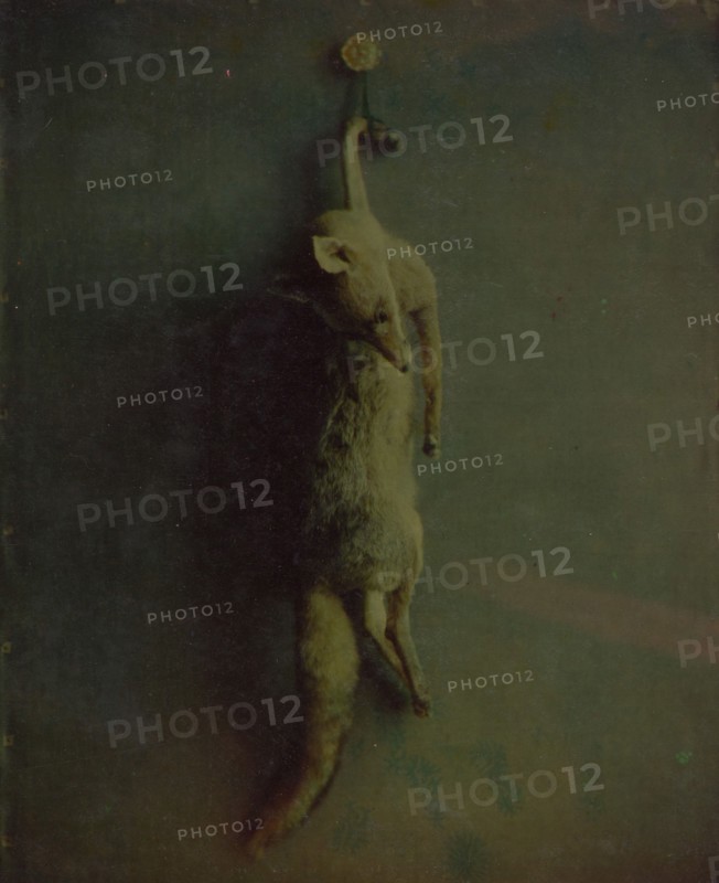 Fox, ca. 1870. Creator: Louis Ducos Du Hauron.