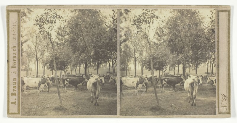 Untitled [cows], 1850/77.  Creator: Adolphe Braun.