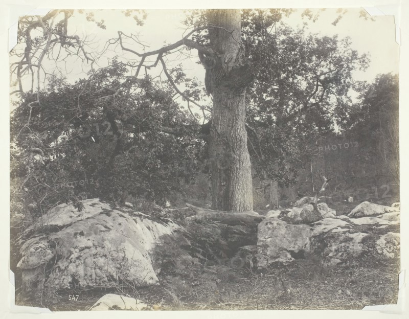 Forest and Rocks, Fontainebleau, 1860s. Creator: Achille Quinet.