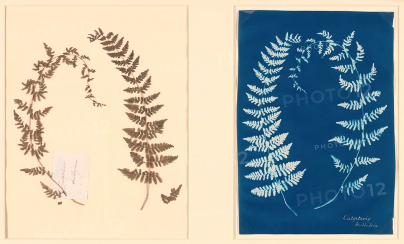 From the Hatton Fern Album, c. 1850. Creator: Anon.