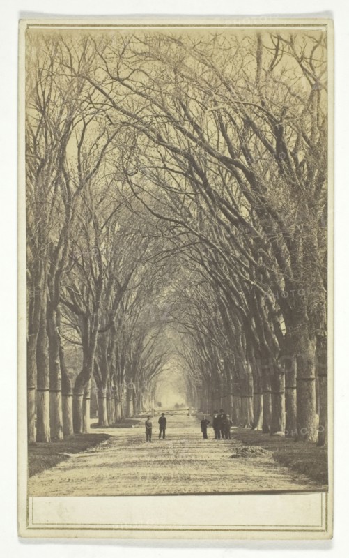 Untitled (avenue of trees), 1840-1900.  Creator: Unknown.
