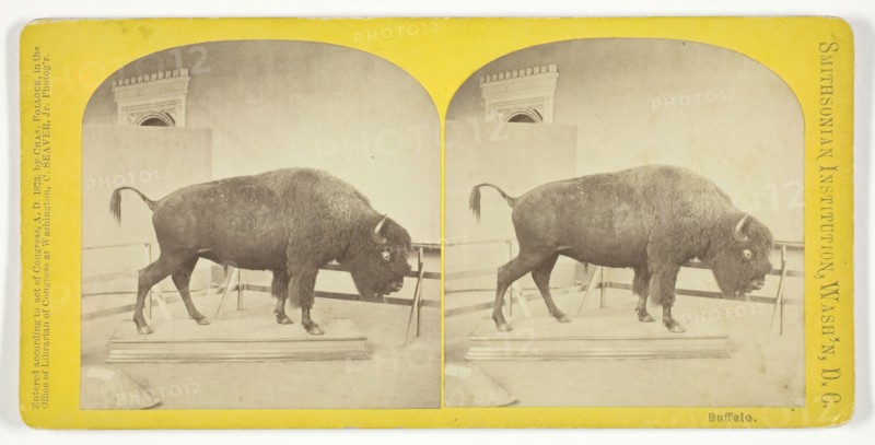 Buffalo, 1873. Creator: C. Seaver, Jr..