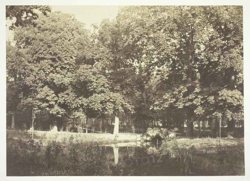 Untitled, c. 1850. [Trees near water in the Bois de Boulogne, a park in Paris].  Creator: Charles Marville.