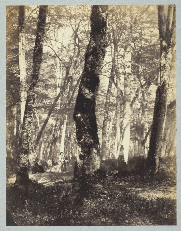 Study in the Barbizon Forest, 1860/69. Creator: Constant Alexandre Famin.