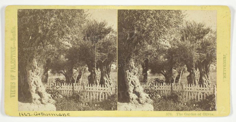 The Garden of Olives, Jerusalem, 1860/85. Creator: Felix Bonfils.