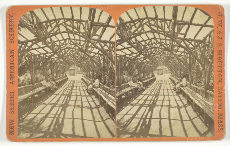 Vine Clad Arbor, 1873/81. Creator: J.W. & J.S. Moulton.