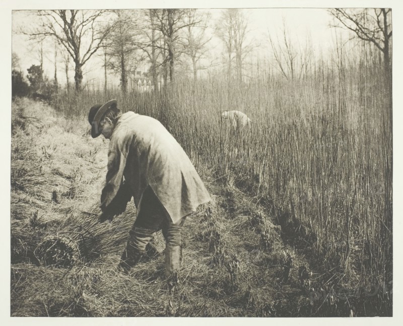 Men cutting rushes, 1892.  Creator: James Leon Williams.