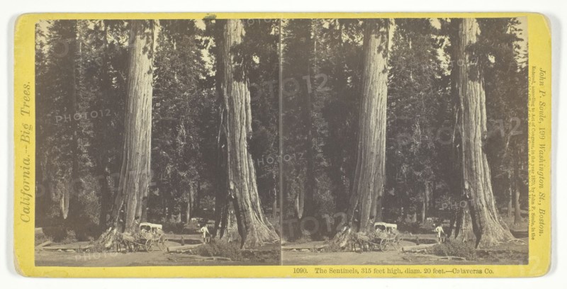 The Sentinels, 315 feet high, diam. 20 feet - Calaveras County, 1870. Creator: John P. Soule.