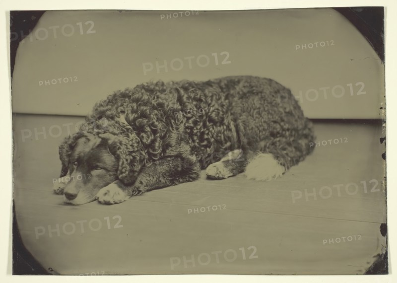 Untitled (Dog), 1850/99. Creator: Unknown.
