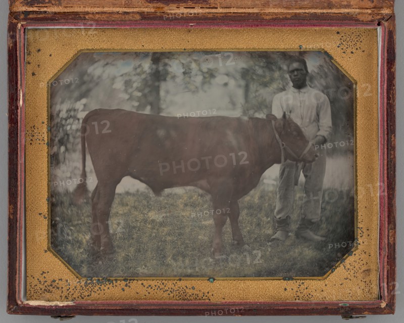 Untitled (Portrait of a Standing Man with a Steer), 1849-56. Creator: Montgomery Simons.