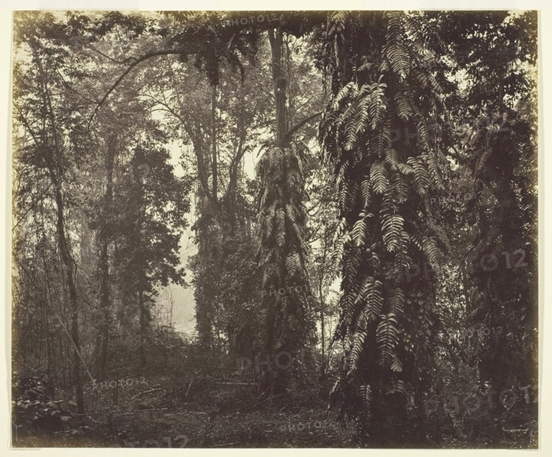 Darjeeling, India, c. 1865. Creator: Samuel Bourne.