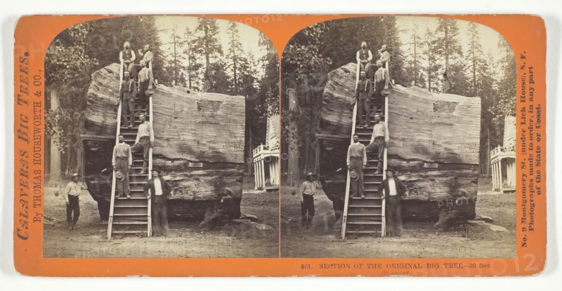 Section of the Original Big Tree - 30 feet diameter, 1868/70. Creator: Lawrence & Houseworth.