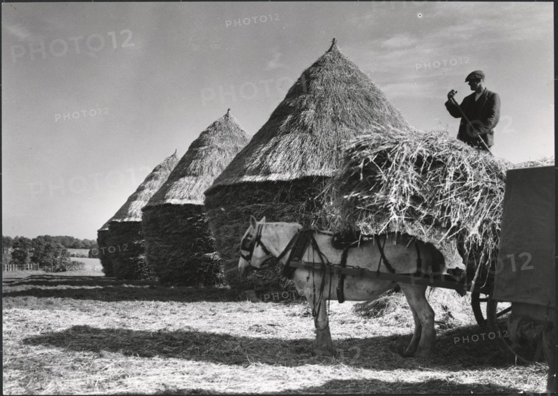 Hayricks, Ashridge Farm, Green End Road, Radnage, Wycombe, Buckinghamshire, 1930s. Creator: J Dixon Scott.
