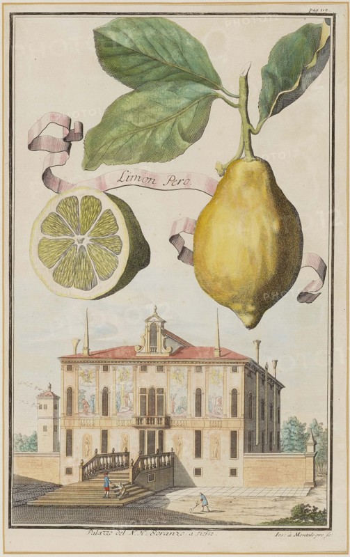 Limon Pero. Creator: Montalegre, Joseph de (active 1696-1729).