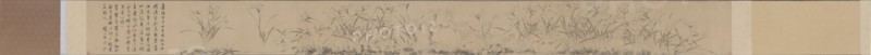 Narcissus Scroll. Creator: Zhou Tianqiu (1514-1595).