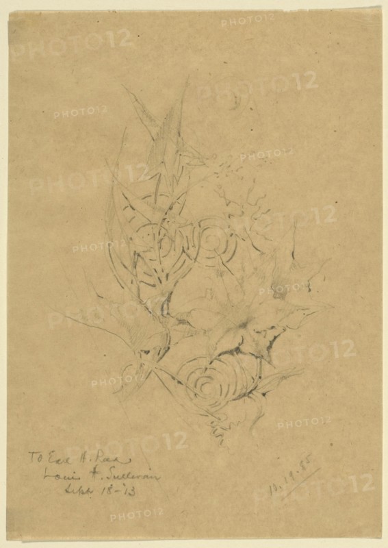 Plant Form Study, 1885. Creator: Louis Sullivan.