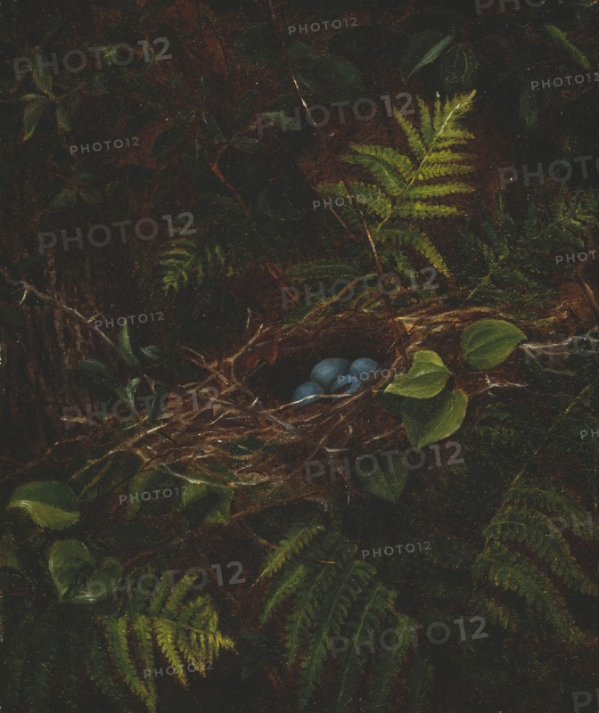 Bird's Nest and Ferns, 1863. Creator: Fidelia Bridges.